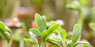 jak posadzić rzeżuchę