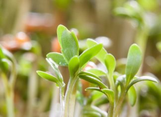 jak posadzić rzeżuchę