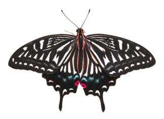 Ile kosztuje usunięcie klap wirowych?