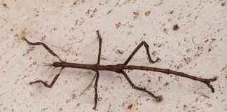 Co daje tytanowy wydech?