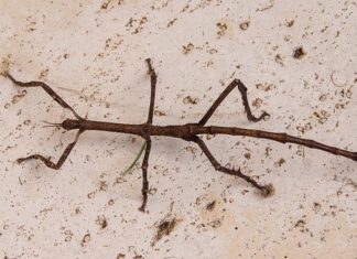 Co daje tytanowy wydech?