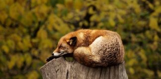 Czy spanie pod pierzyną jest zdrowe?