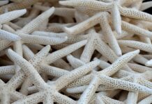 Ile kosztuje wymiana kolektora? Ile kosztuje wymiana kolektora?