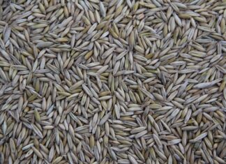 Gdzie jest produkowana arkana?