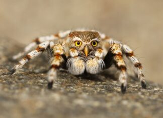 Czy są podróbki opon?