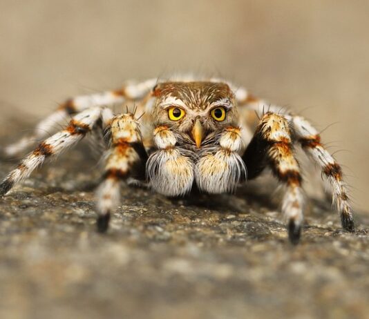 Czy są podróbki opon?