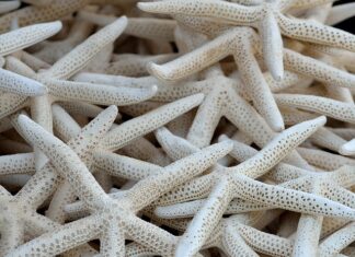 Do czego służy kolektor ssący?