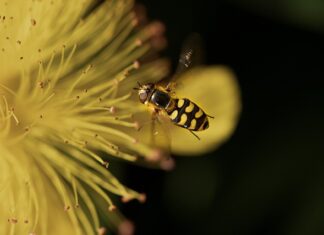 Dlaczego koło zamachowe ma zęby?