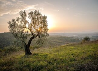 Czy warto kupić drugie felgi?