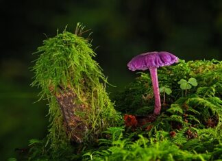 Jak mieszać farbę do pistoletu?