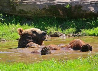Jak odśnieżyć dach domu?
