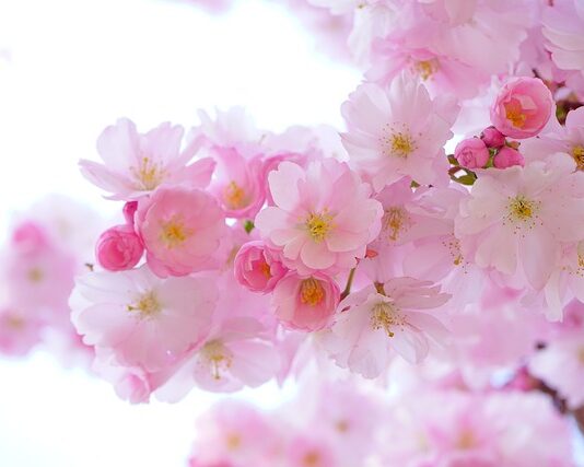 Jak zrobić różowe pisanki?