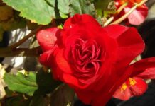 Jaka ukośnica 305? Jaka ukośnica 305?