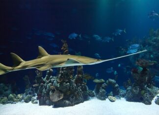 Jaka piła stołowa na początek?