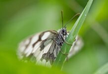 Jaka dysza do bielenia wapnem?