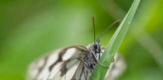 Jaka dysza do bielenia wapnem?