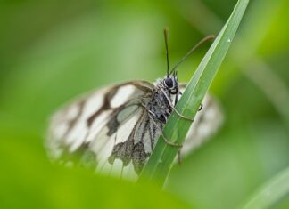Jaka dysza do bielenia wapnem?