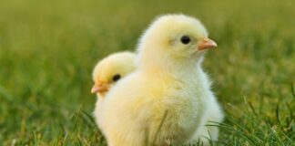 Jak zrobić ozdobne jajka wielkanocne?