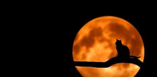 Co zrobić żeby czarną ściana się nie brudziła?