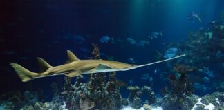 Jaka piła taśmowa do drewna?