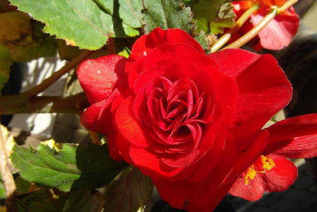 Jaka ukośnica do 500 zł? Jaka ukośnica do 500 zł?