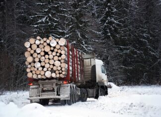 Jakich pił używają drwale?