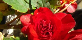 Jaka ukośnica do 800 zł?