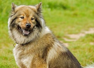 Jakie są długości wkrętów farmerskich?