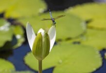 Czy Jetki to kleszcze? Czy Jetki to kleszcze?