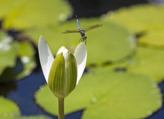 Czy Jetki to kleszcze?