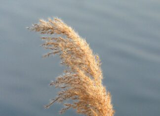 Czym się różnią płytki ścienne do podłogowych?