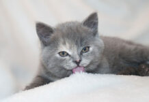 Jakie zabawki dla kota wybrać, aby zapewnić mu rozrywkę i rozwój? zabawki dla kota